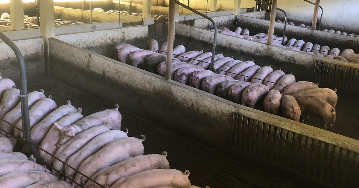 Amendă de zeci de mii de lei pentru o fermă de porci din Satu Mare. Amenzi și pentru mai mulți crescători de animale