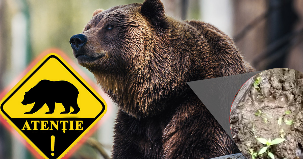 VIDEO. URS într-o localitate din județ Satu Mare. Primarul trage un semnal de alarmă