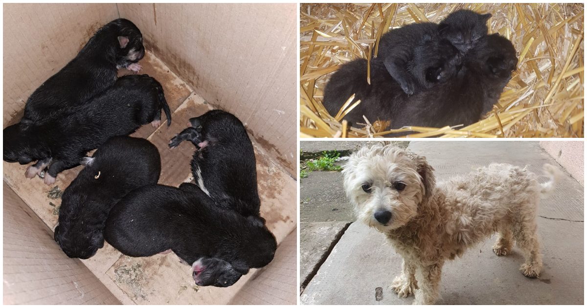 Revoltă printre iubitorii de animale din Satu Mare. Arată cu degetul spre autorități și Poliția Animalelor