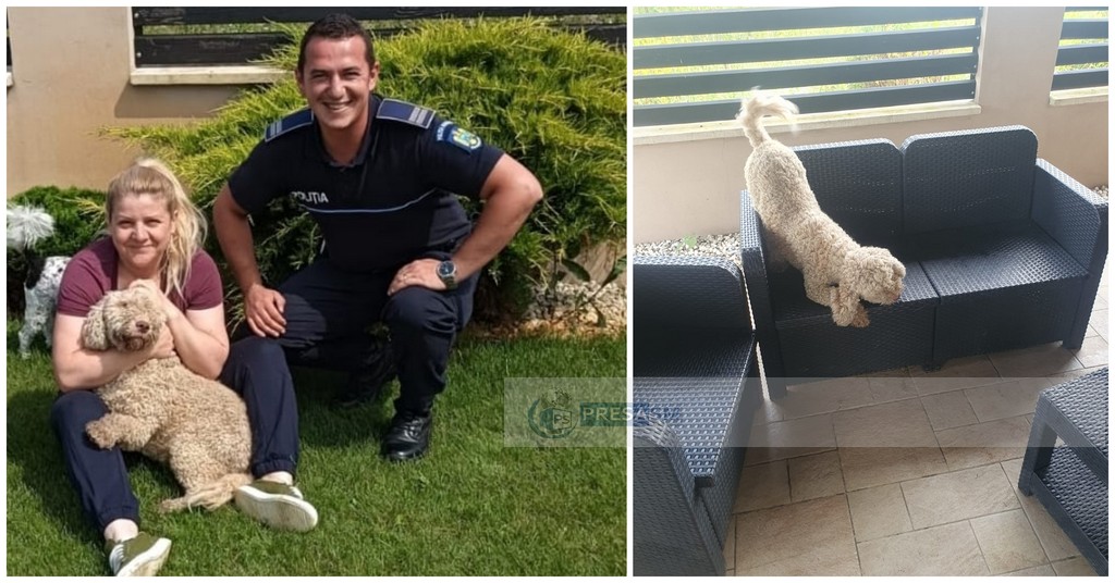 FOTO. Respect! Polițiștii din Satu Mare au salvat un câine orb, dispărut de o lună