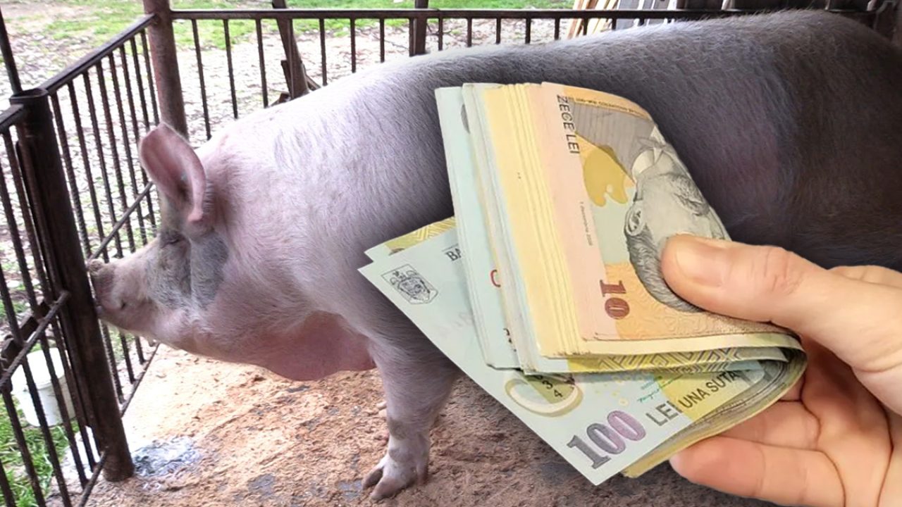 Un șofer beat le-a oferit mită un porc polițiștilor rutieri din Satu Mare pentru a-l lăsa să scape