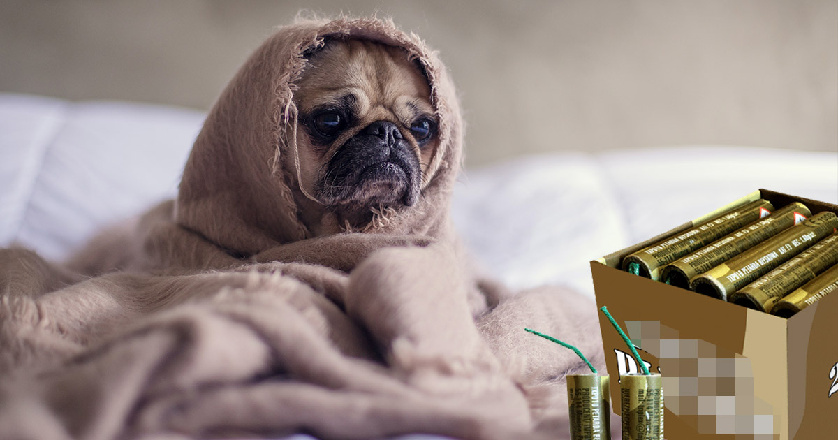 Medicii veterinari, apel către sătmăreni: ”Nu folosiți petardele!”