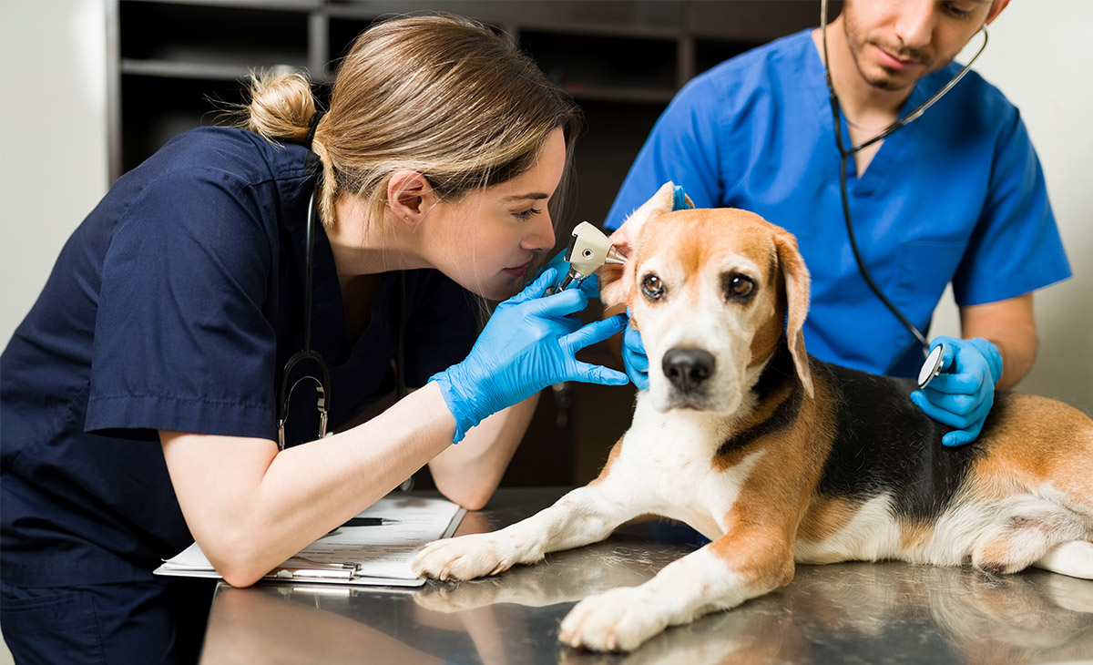 Facerea de bine... la Satu Mare. Plângeri împotriva a cinci medici veterinari din Austria care sterilizau gratuit animale