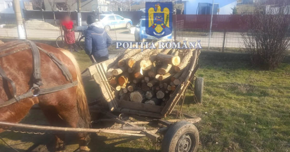 Patru hoți de lemne prinși la Ardud. Pe cine au dat vina