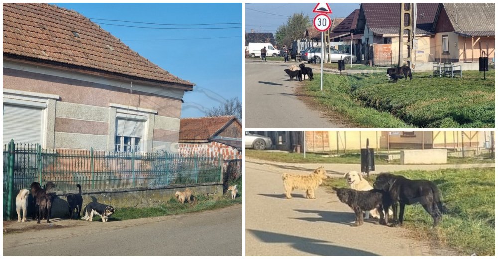 Avocatul Poporului s-a autosesizat din PresaSM: copil mușcat de câine, Primărie băgată în ședință