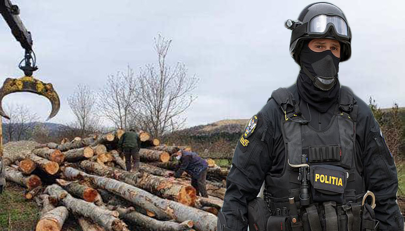 Percheziții la mafia pădurilor din județul Satu Mare. Infracțiuni pe bandă rulantă
