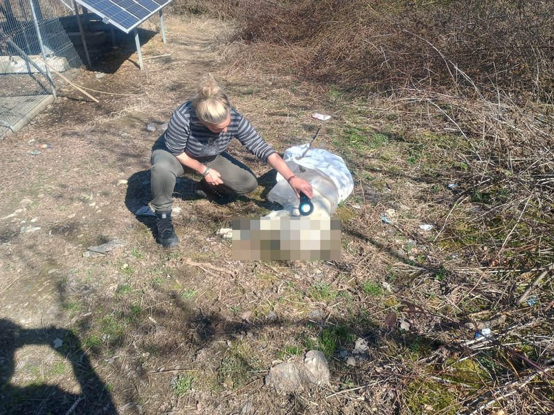 FOTO. Pădure din județul Satu Mare, plină de câini otrăviți. ONG-urile și iubitorii de animale trag un semnal de alarmă