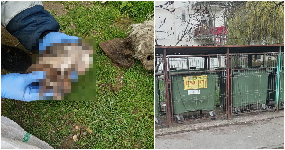 FOTO. Scene demne de un film de groază. Cățeluși morți și vii, resturi de animale, găsite într-un sac aruncat la gunoi în municipiul Satu Mare