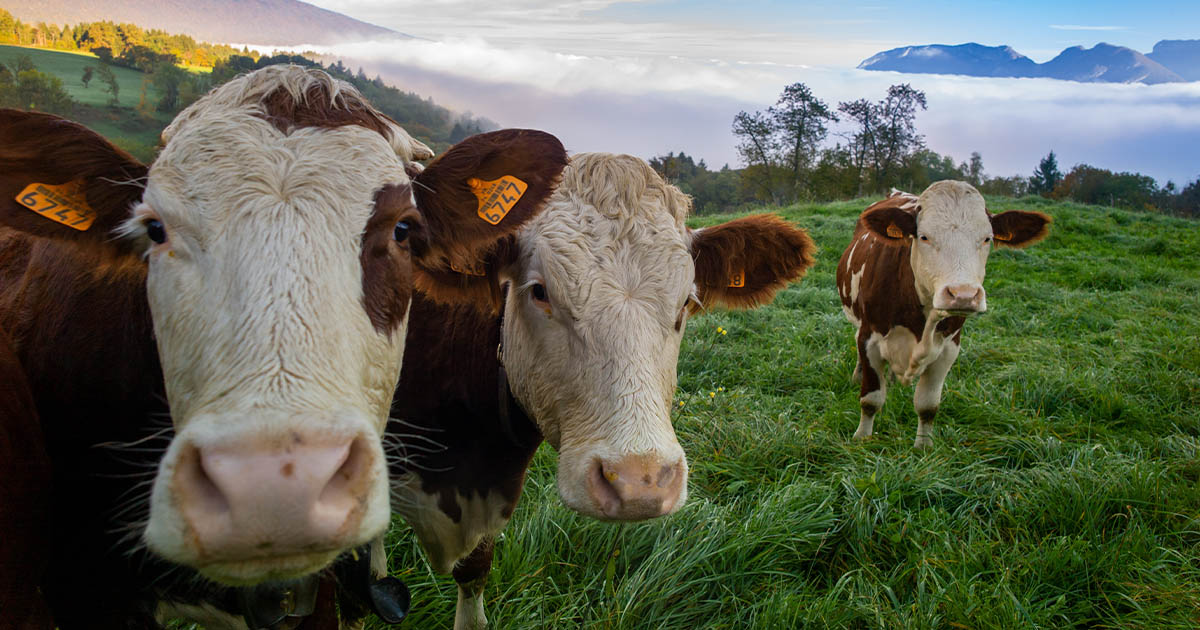 Incident violent în Ardud: Un bărbat și-a agresat fratele și i-a lovit vaca cu tractorul