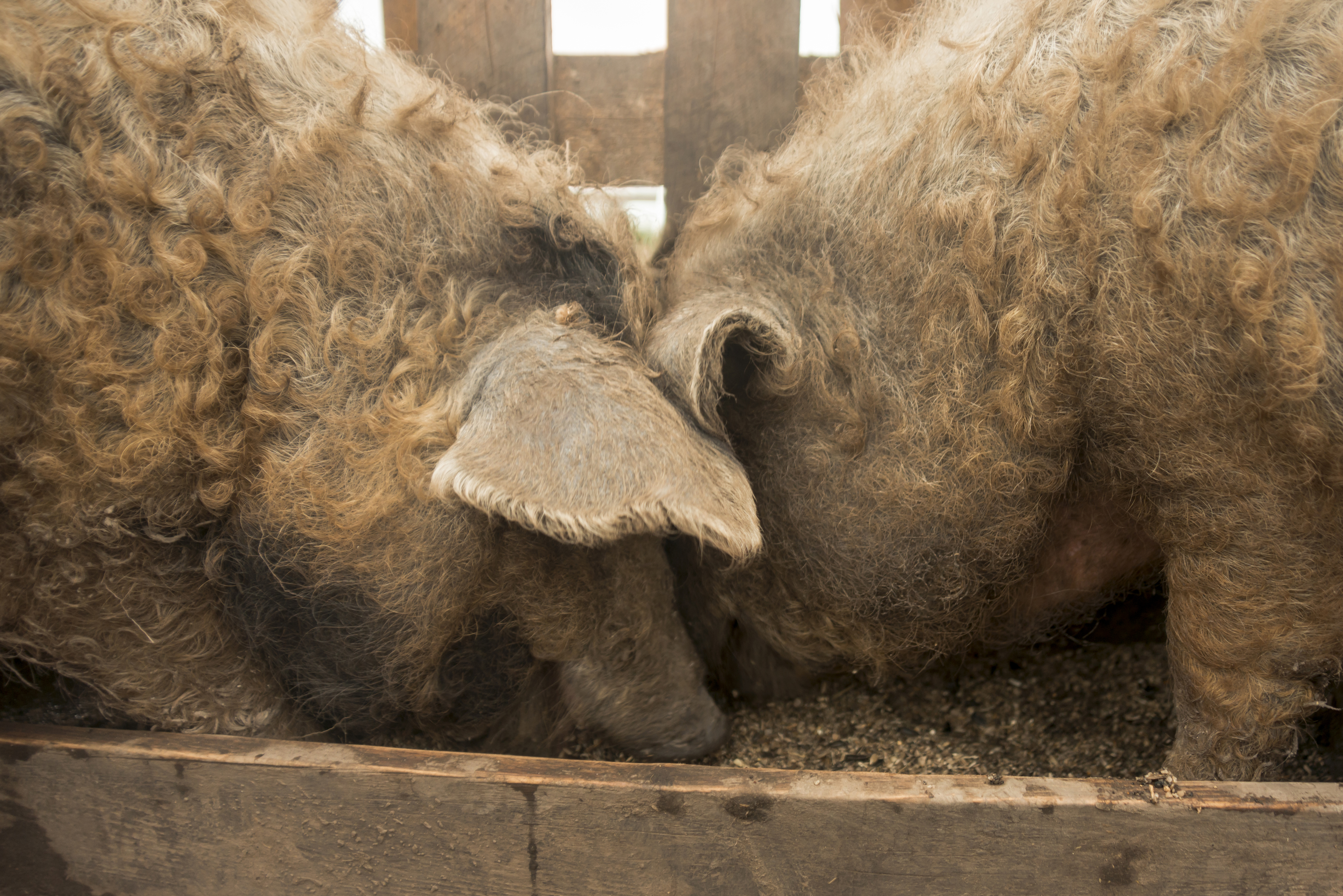 Deputarul Magyar Loránd: Buget majorat pentru susținerea crescătorilor de porci din rasele tradiționale