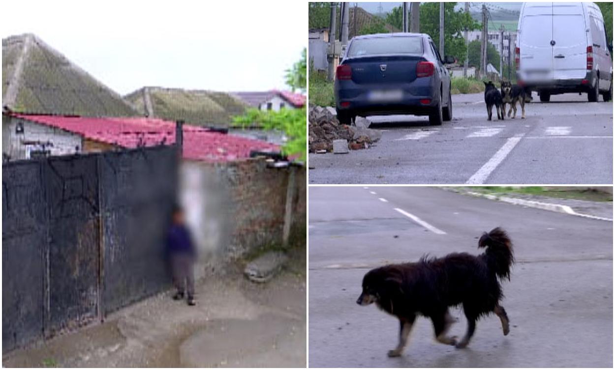 Caz șocant în țară. Copil de doi ani la spital cu răni grave, după ce a fost atacat de maidanezii de pe stradă