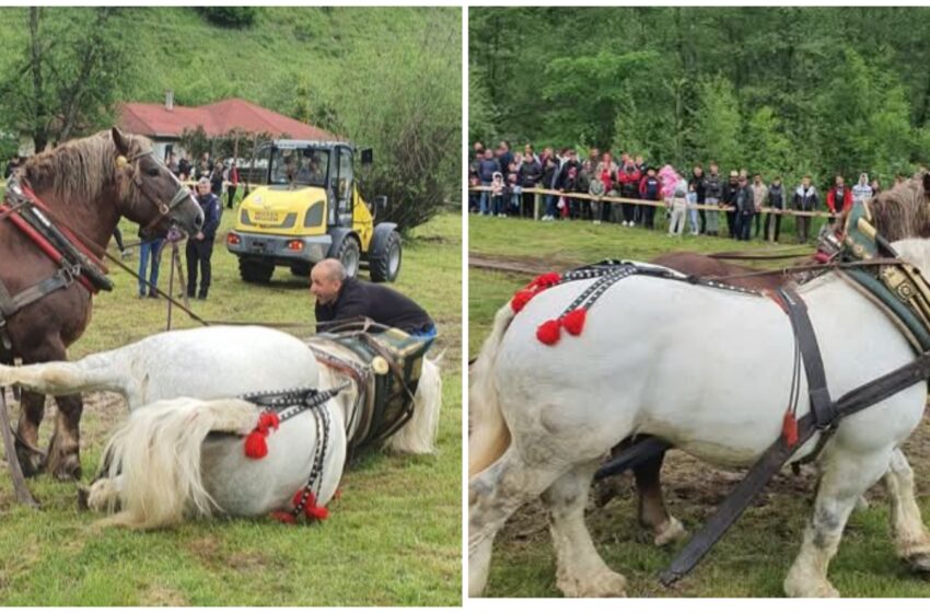 VIDEO. Un cal a murit la un concurs de tracțiune, din cauza efortului. Ar trebui interzise?!