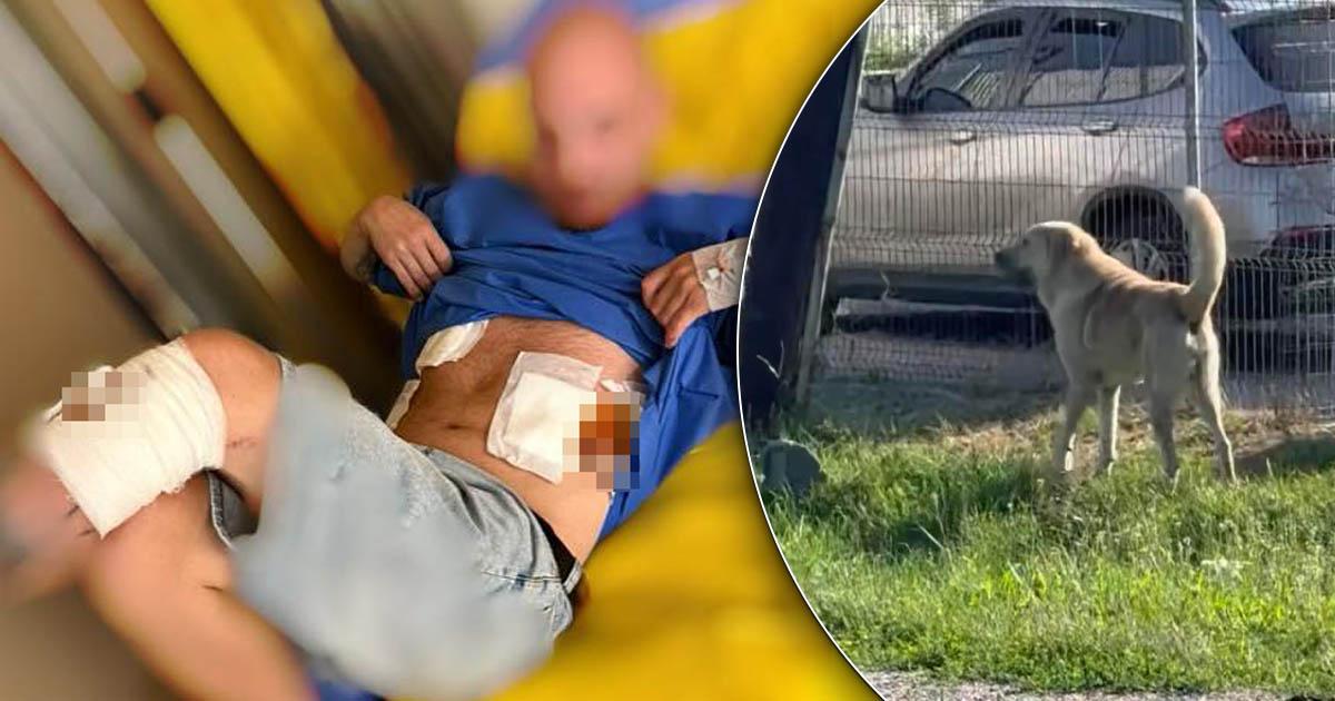 FOTO. Sătmărean atacat de un câine pe B-dul Lucian Blaga! A fost salvat abia după o oră și jumătate