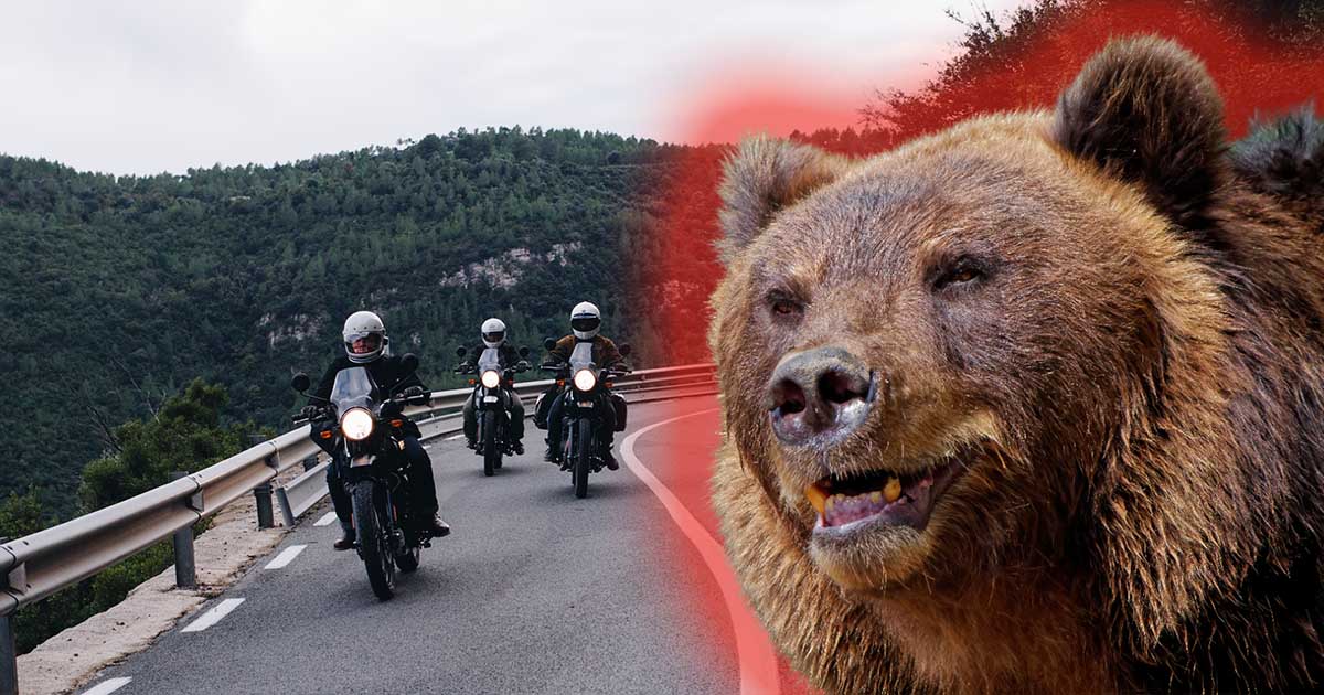 VIDEO. Tragedie pe Transfăgărășan. Un motociclist a fost ucis de urs. Cadavrul, descoperit în pădure