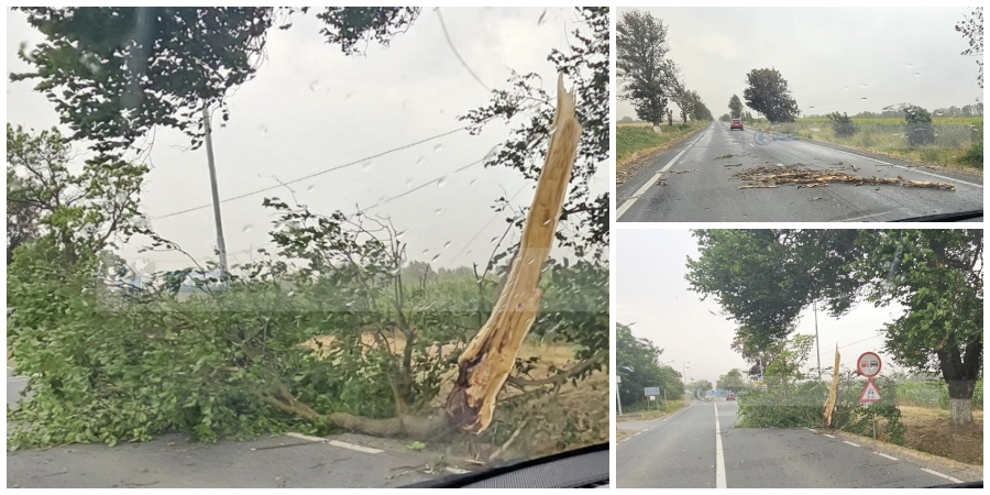 FOTO/VIDEO. VIJELIE în județul Satu Mare. Copaci rupți, cabluri peste DN19, circulație blocată parțial