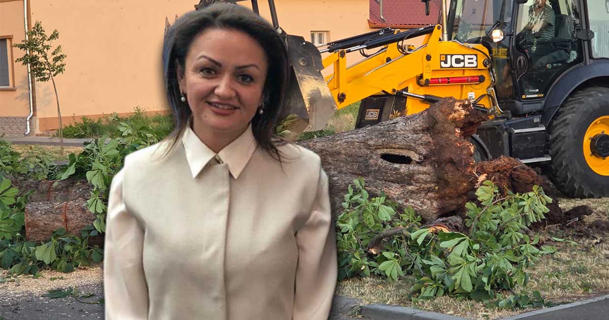 FOTO. A început curățenia și la Carei, după furtuna de ieri. Primăria vrea și un inventar cu copacii ”periculoși”