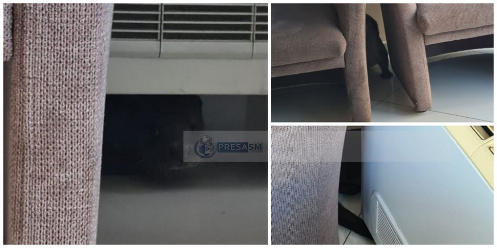 FOTO/VIDEO. Mai rar așa ceva! O vidră uriașă s-a refugiat într-un coafor din Carei