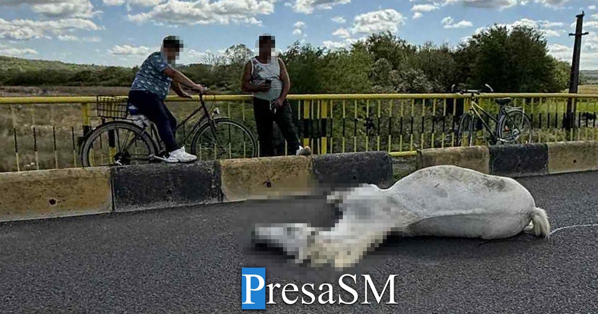 FOTO. Accident pe DN 19A: un cal a murit după ce a fost lovit de o mașină în județul Satu Mare