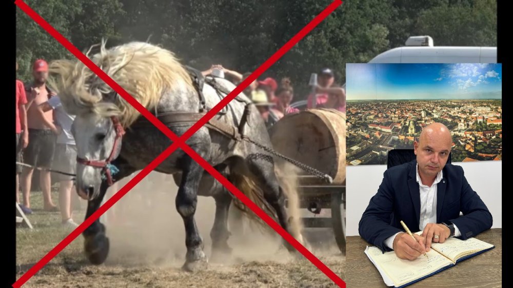 Decizie istorică în Satu Mare! Se interzic concursurile de tracțiune la cai!