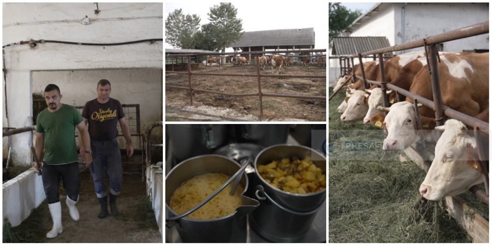 VIDEOREPORTAJ. Deținuții din Satu Mare muncesc pentru mâncare, la ferma închisorii