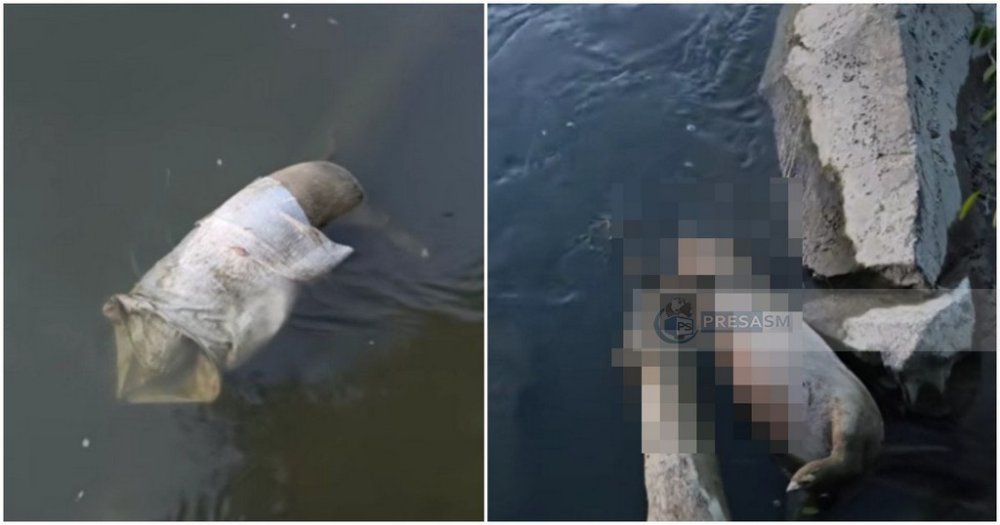 VIDEO. Bombă ecologică! Cadavre de porci plutesc în râul Someș