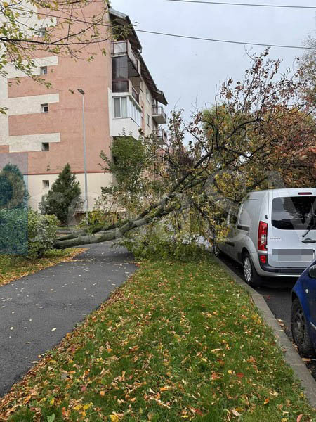 copac cazut peste masina satu mare.jpg