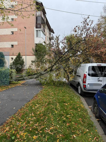 copac cazut peste masina satu mare2.jpg