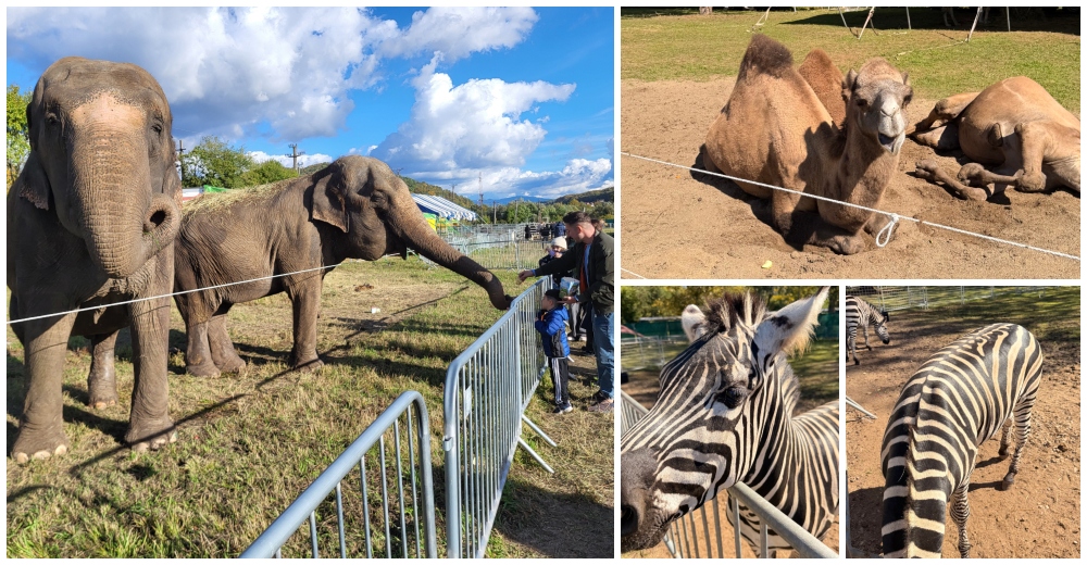 FOTO. Zoo Park ajunge la Satu Mare: singurul loc din România unde copiii pot hrăni un elefant