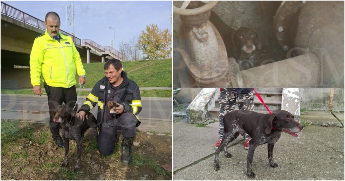 FOTO/VIDEO. Câine salvat de polițiștii locali și pompieri, după ce a căzut într-un canal tehnic în Satu Mare