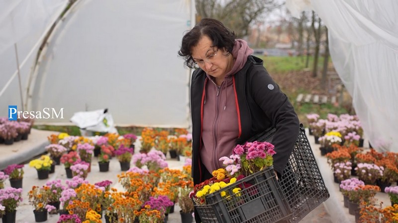 Flori Viile Satu Mare 3.jpg