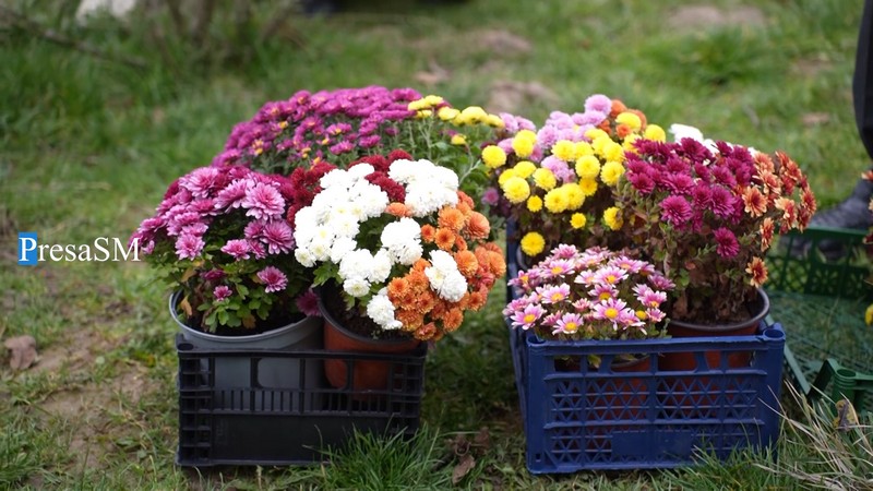 Flori Viile Satu Mare 4.jpg