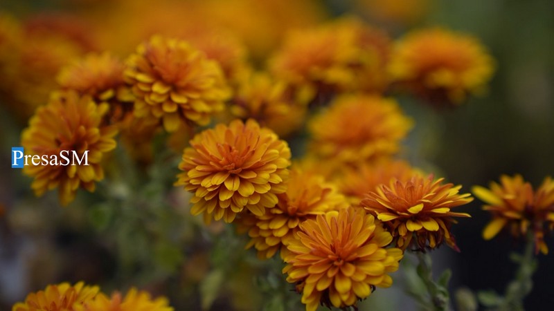 Flori Viile Satu Mare 6.jpg