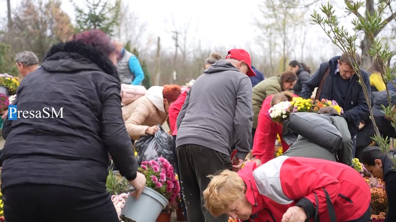 Flori Viile Satu Mare 8.jpg