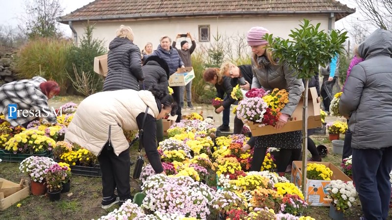 Flori Viile Satu Mare 9.jpg