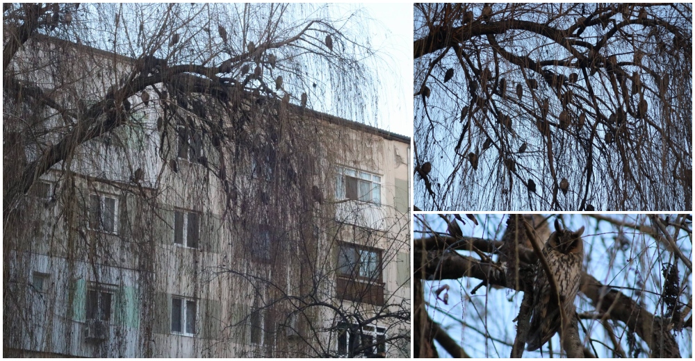 FOTO. Fenomen rar întâlnit în municipiul Satu Mare. Colonie de păsări protejate