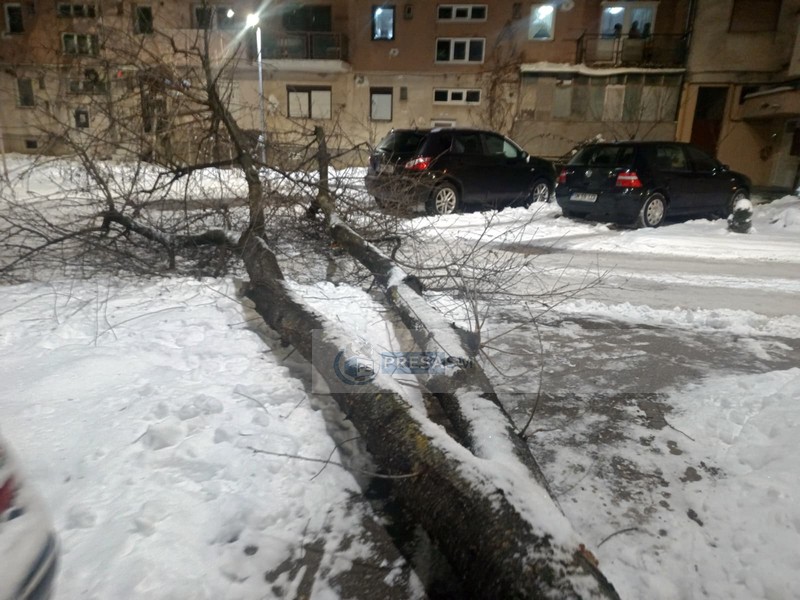 copac cazut interventie pompieri1.jpg