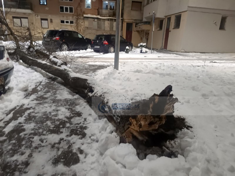copac cazut interventie pompieri2.jpg