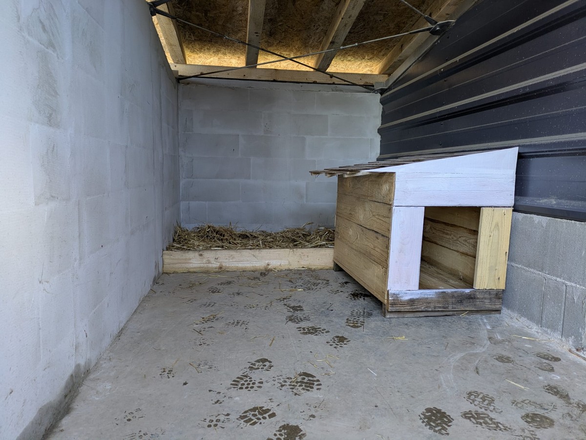 Adăpost câini carei4.jpg