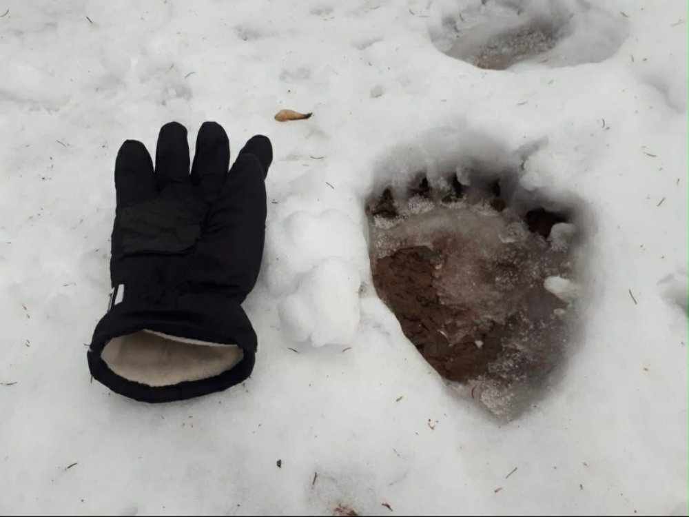 salvamont urs satu mare.jpg