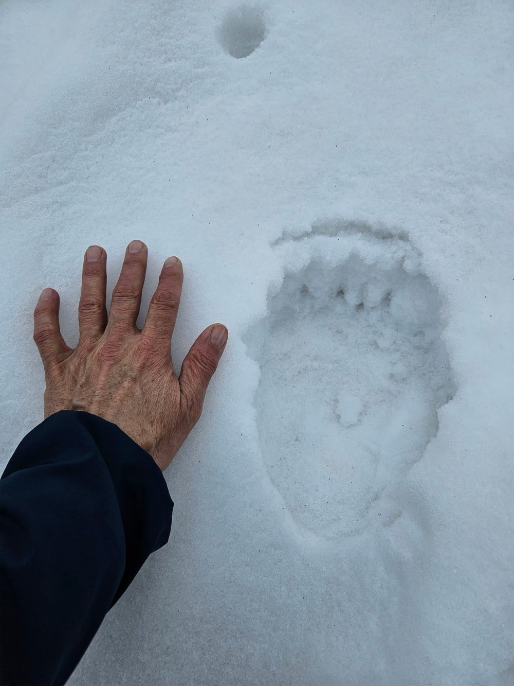 salvamont urs satu mare2.jpg