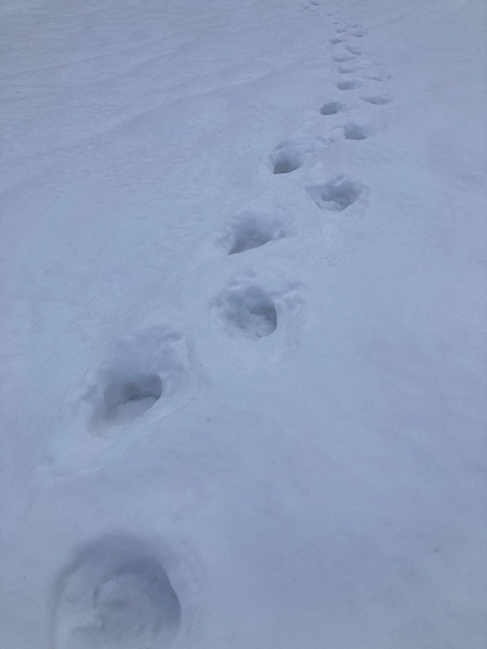 salvamont urs satu mare3.jpg