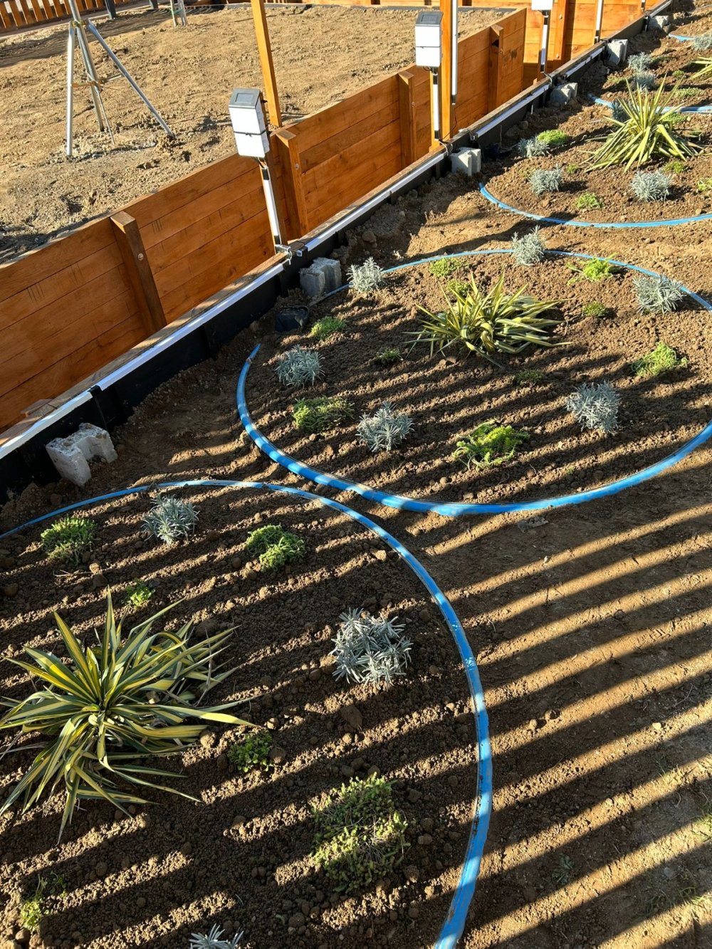 Grădina de ploaie (3).jpg