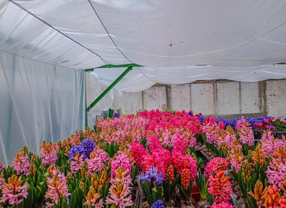 SERELE JULVIK (1).jpg