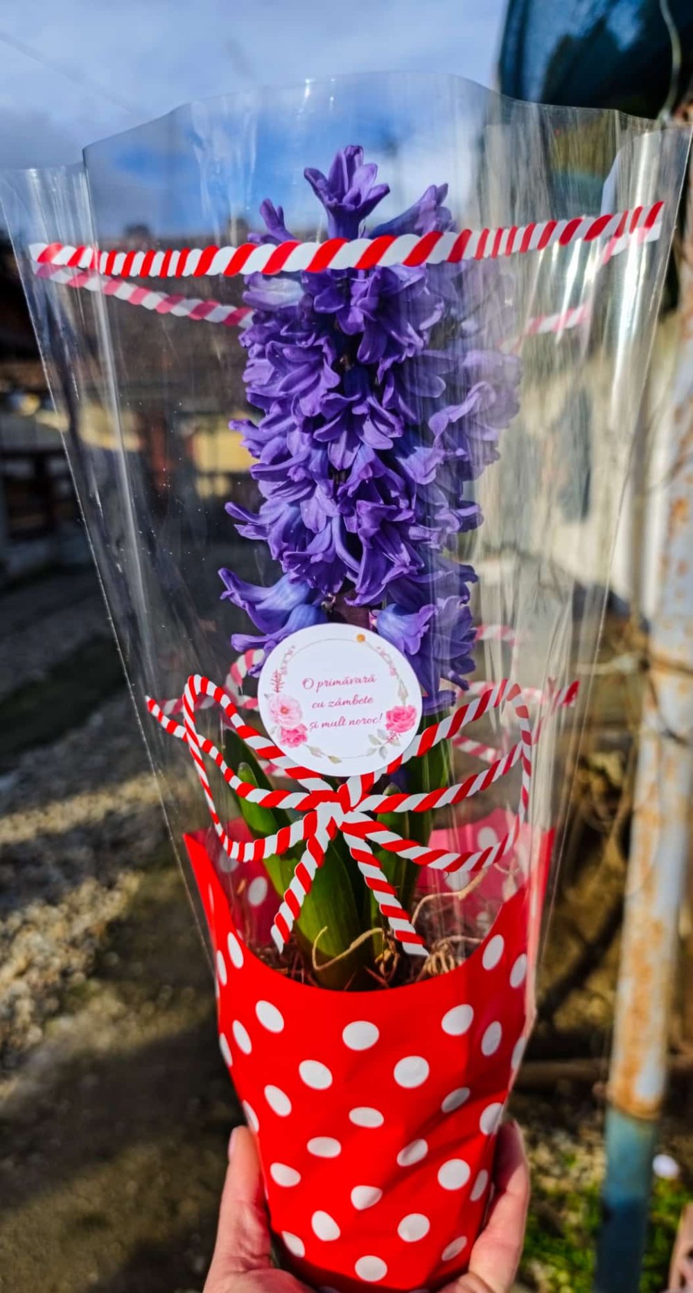 SERELE JULVIK (11).jpeg