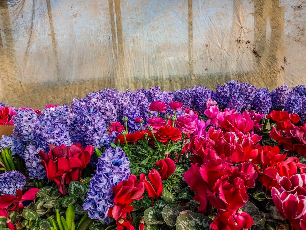 SERELE JULVIK (2).jpeg