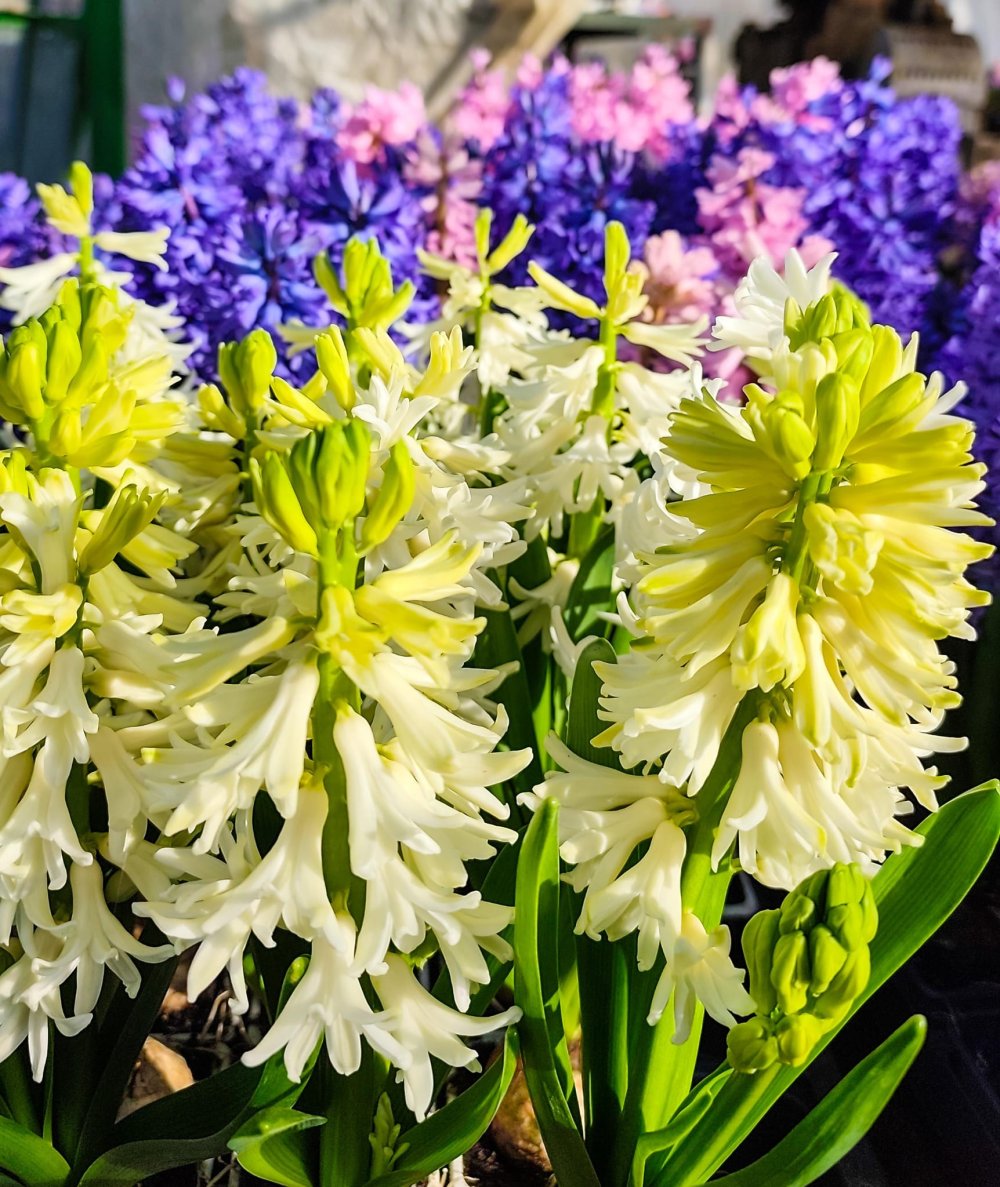 SERELE JULVIK (5).jpeg