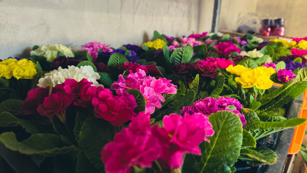 SERELE JULVIK (7).jpeg