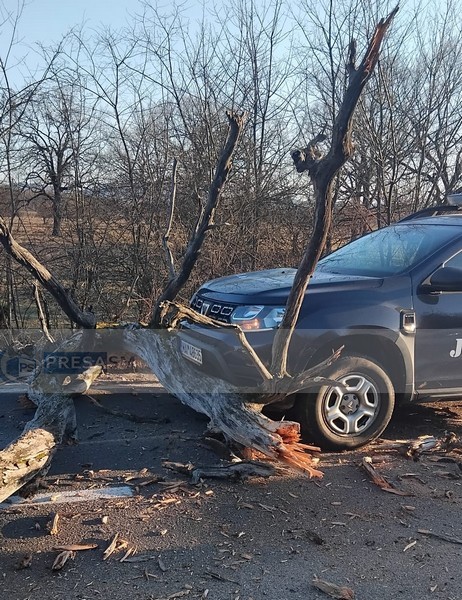 accident dn19 orasu nou livada copac cazut (4).jpg