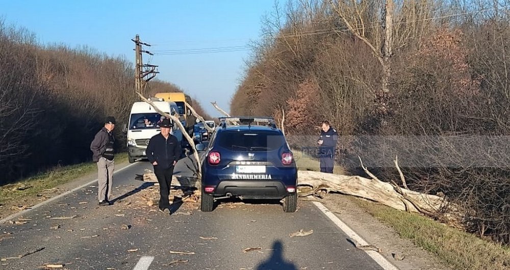 accident dn19 orasu nou livada copac cazut (7).jpg
