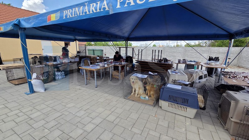Sute de câini sterilizați GRATUIT în Satu Mare de austrieci! Statul român a trimis controale de tip SECURISTIC
